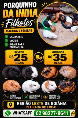 Porquinho da índia 
