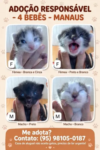 Adote Gatos .. casa aluguel não aceita Gato meu *87