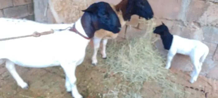Casal de Carneiro doper