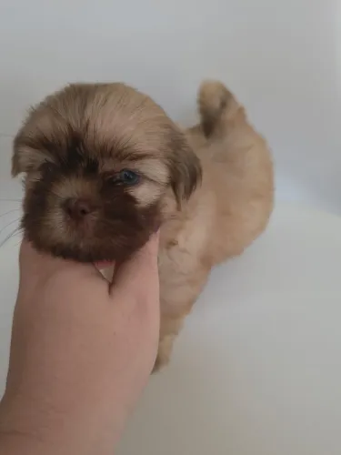 SHIH TZU FILHOTINHOS À VENDA
