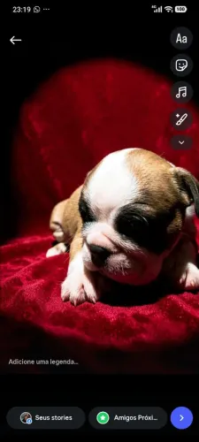 Vendo filhotes de buldogues ingleses