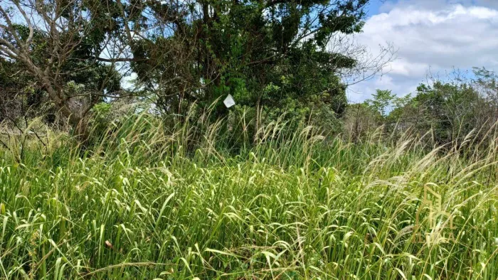 Terreno à venda, 449 m² por R$ 25.000,00 - Itatiquara - Araruama/RJ