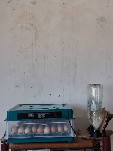 vendo uma chocadeira nova com capacidade pra 80 ovos toda automática