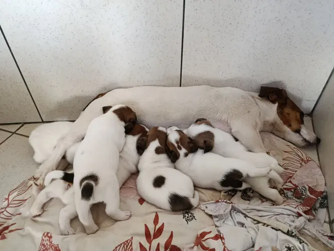 Filhote de Jack Russell