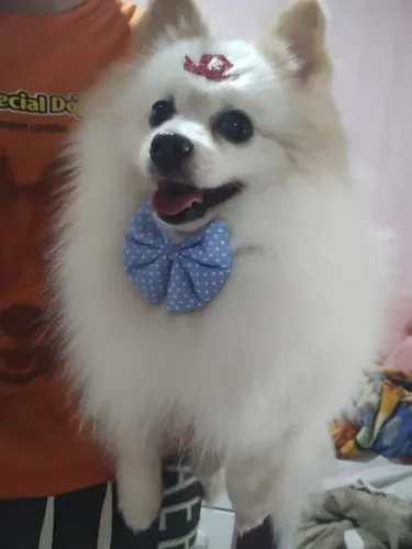 Spitz padreador