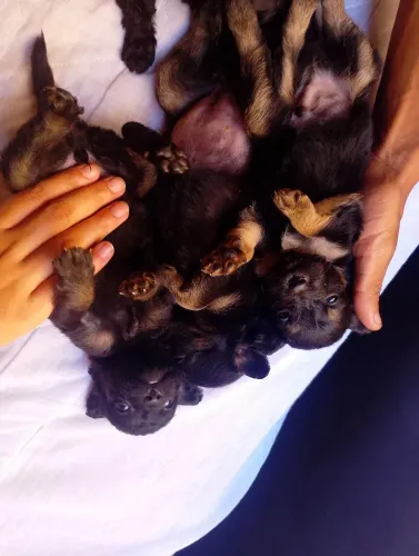 Vende-se Shih tzu R$200 temos todo preto e preto e marron