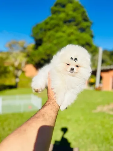 LULU DA POMERANIA PREMIUM!!