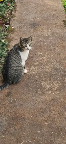 Gato para adoção 