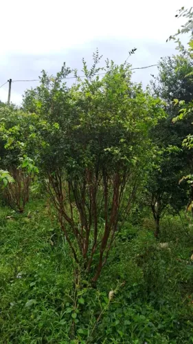 plantas adulta disponíveis para pronta entrega 