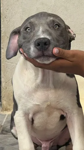 Pit Monster filhotes