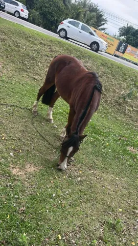CAVALO CRIOULO