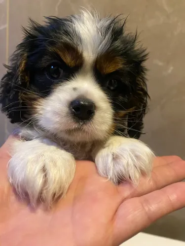 Cavalier tricolor 