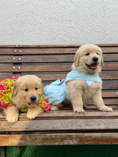 Últimas fêmeas Golden retriever