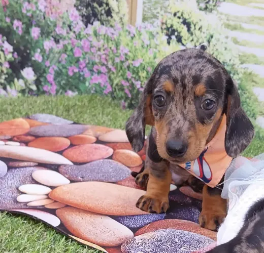 Dachshund macho 