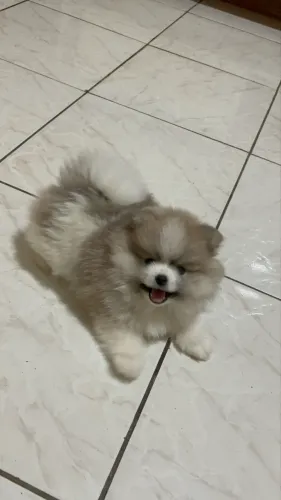 Spitz alemão