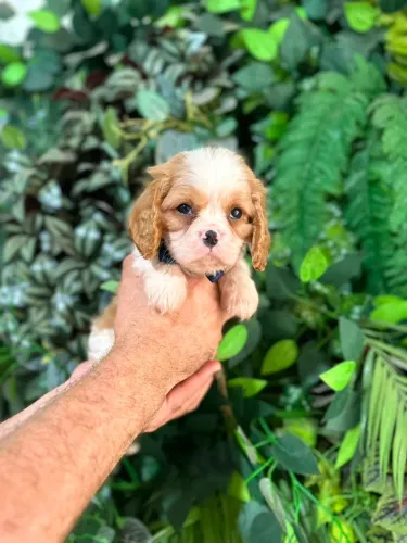 Cavalier King 