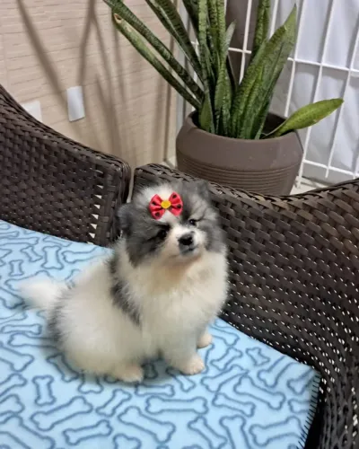 Linda Spitz Alemão Particolo Fêmea Canil Lienn 