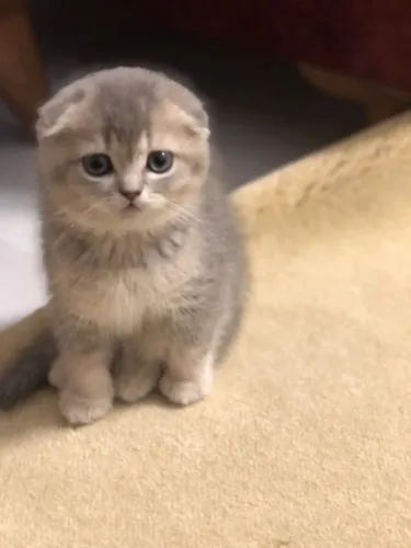 Venda de filhote de scottish fold macho