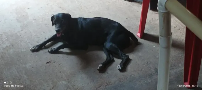 Doação desses Cachorros Pretinhos