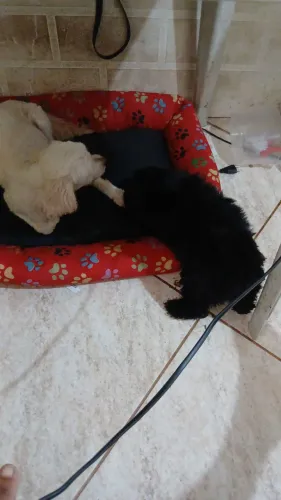 Vendo  Poodle .