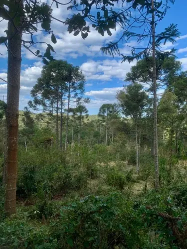 Terreno em Campo Alegre/SC.