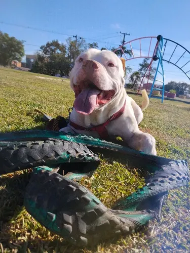 Doação de Pitbull 