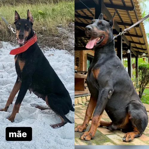 FILHOTES DE DOBERMAN