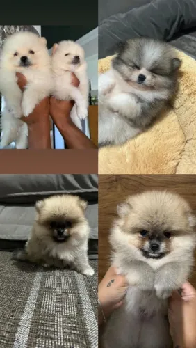 Lulu da Pomerânia ursinho