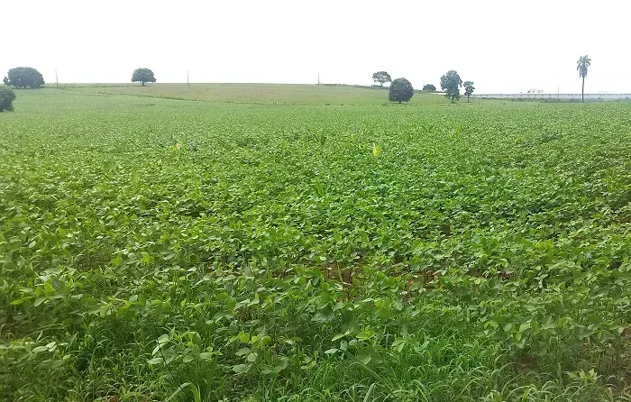 AVIÁRIO - Área Rural 2.84 Alqueires