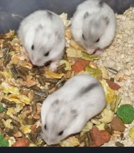 Hamster adulto e/ou filhotes