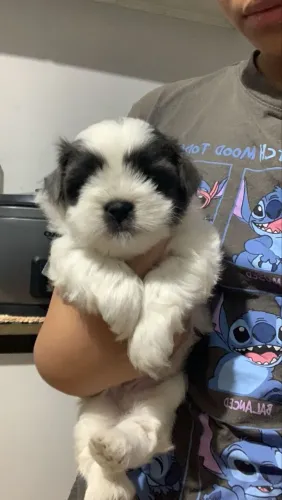 Cachorro shih tzu 
