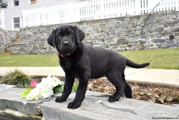 Labrador dócil - perfeito para famílias