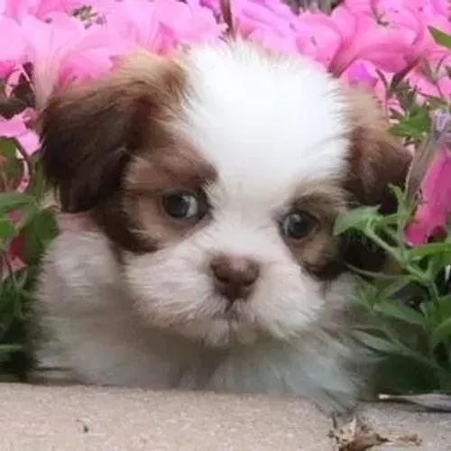 Shih Tzu esperando para conquistar seu coração
