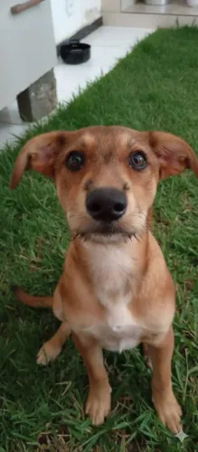 adocao de animais estimação