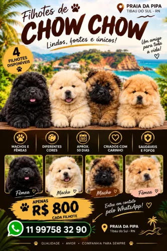 FILHOTES DE CHOW CHOW À VENDA ?