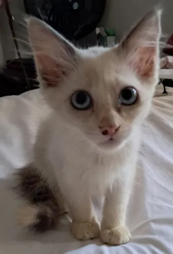 Gatinha para adoção