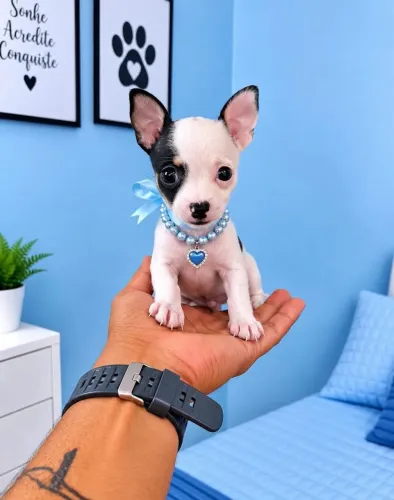 Pinscher com pedigree e pós venda