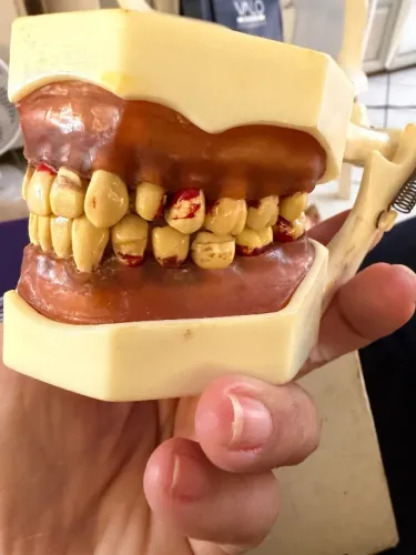 Manequim dentário modelo F2