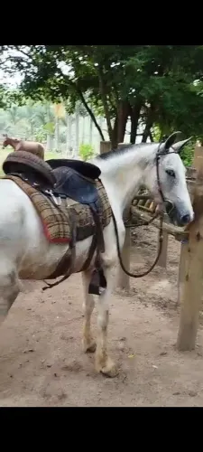 Vendo potra