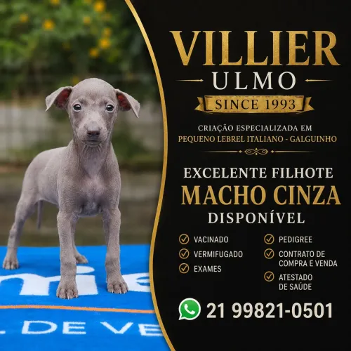 Galgo Italiano bebê Macho Top