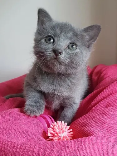 Russian Blue Fêmeas e Machos