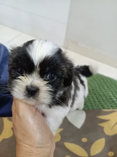 Shih tzu machinho 