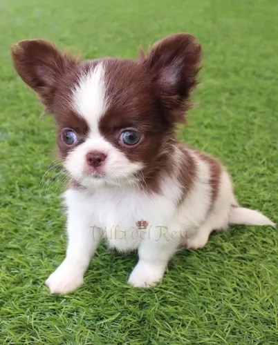 chihuahua pelagem longa 55 dias