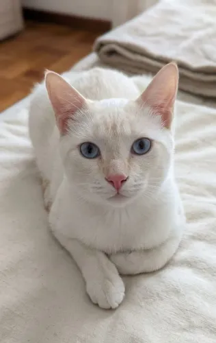 Adoção de gatinho