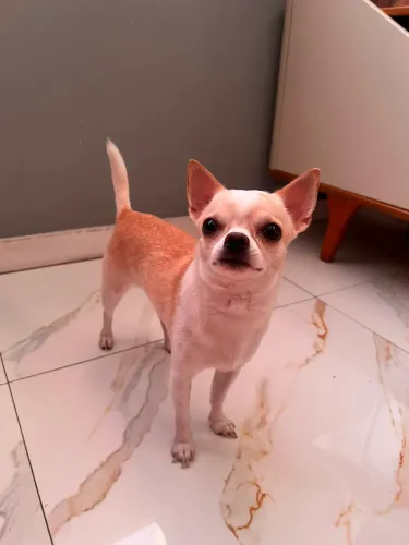 Chihuahua para cruza, acasalamento
