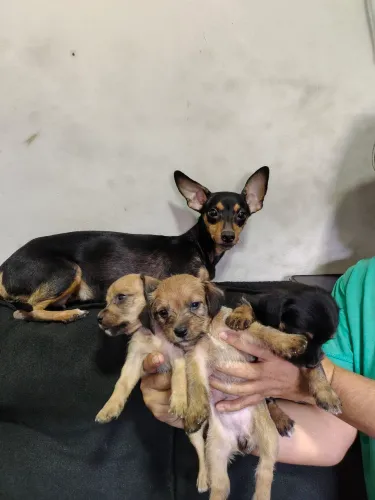 Filhotes Pinscher e Peludinhos | R$ 300,00 CADA ? VALOR FECHADO ?