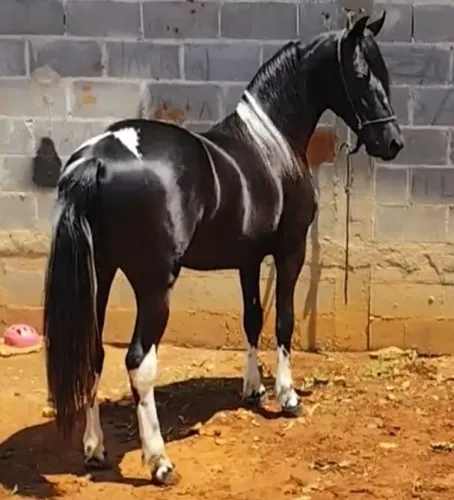 Potro garanhão pampa registrado Mangalarga marchador
