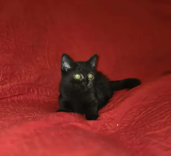 Munchking Middle Leg