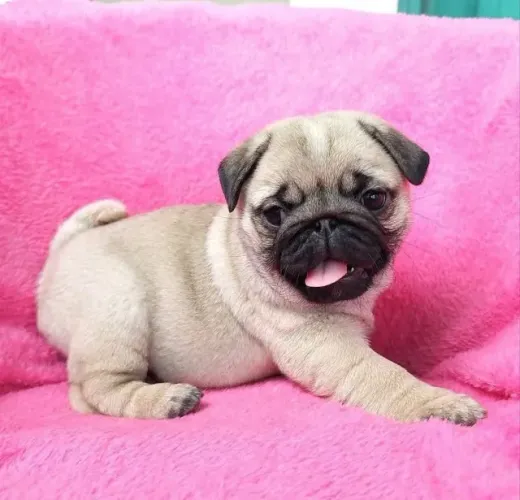 Filhotes de Pug | Filhotes com coração doce.
