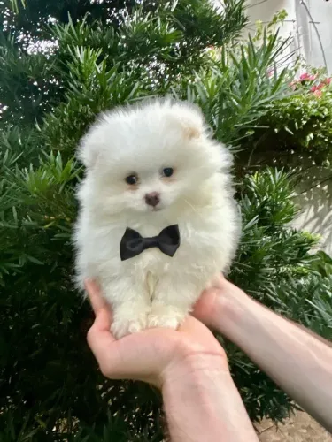 Filhotes de Spitz Alemão 